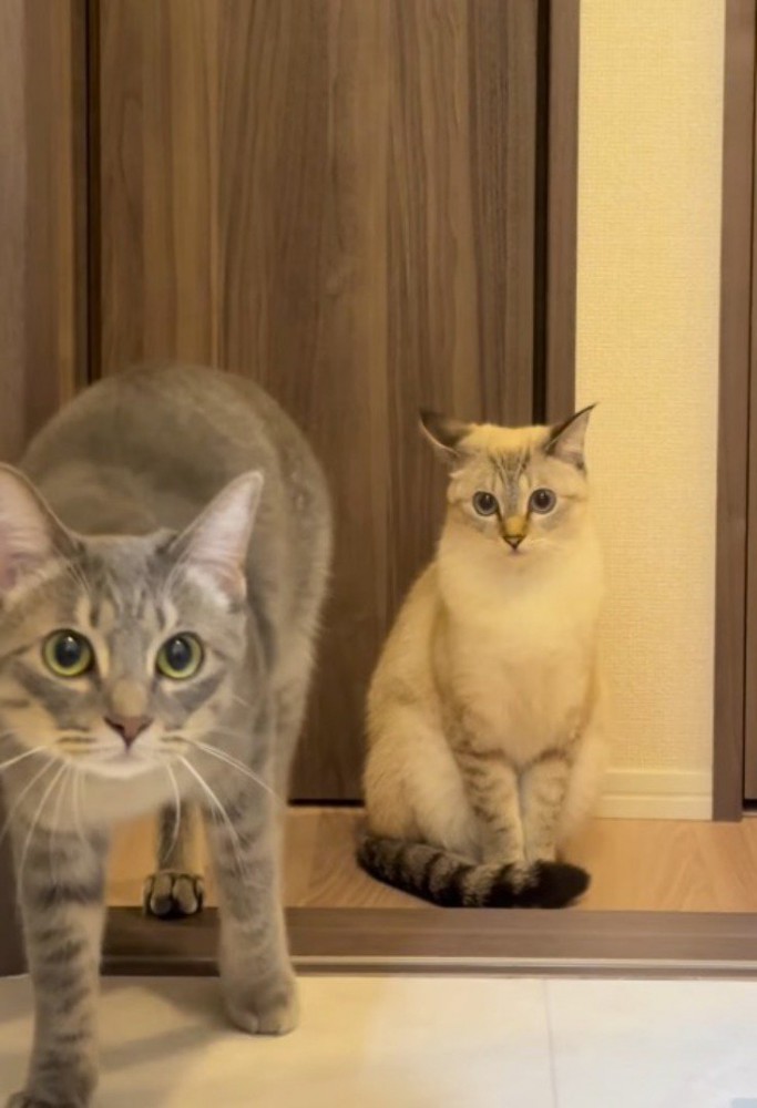 ドライヤーをしている飼い主に近づくキジトラ猫