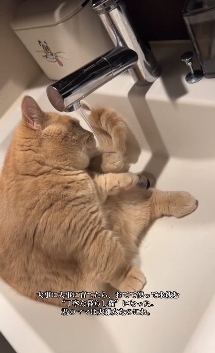 洗面ボウルの中で蛇口の水を直接飲んでいる猫（舌出てない）