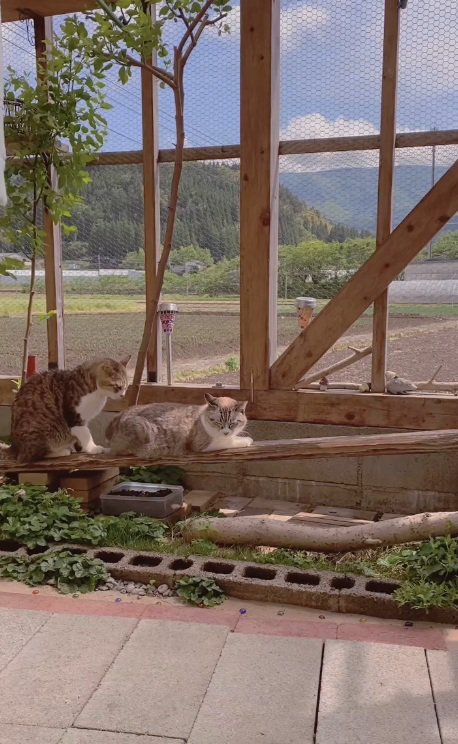 庭でくつろぐ2匹の猫