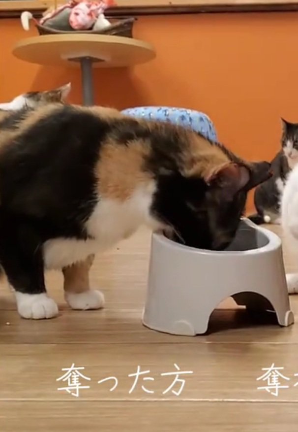 ご飯を食べる同居猫