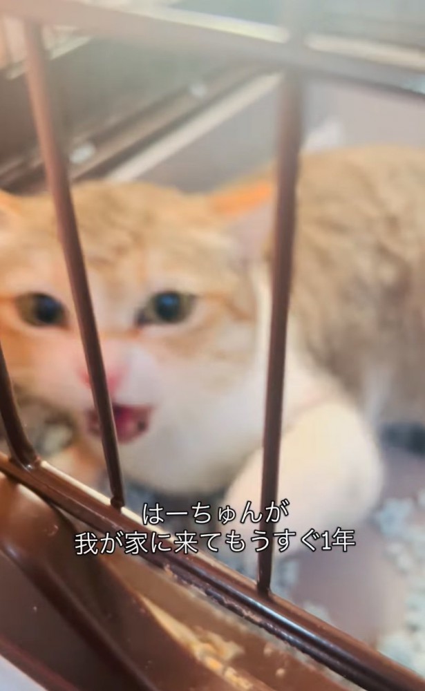 威嚇する猫