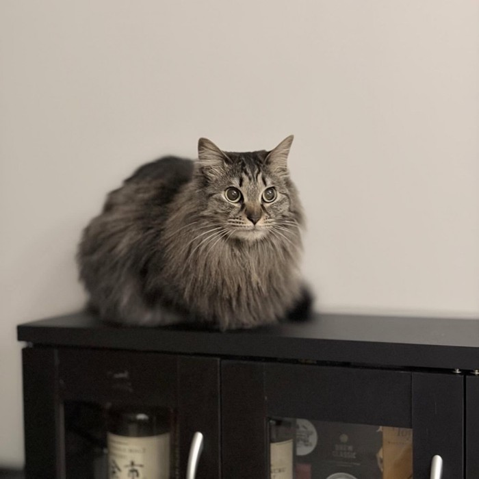 座る長毛の猫