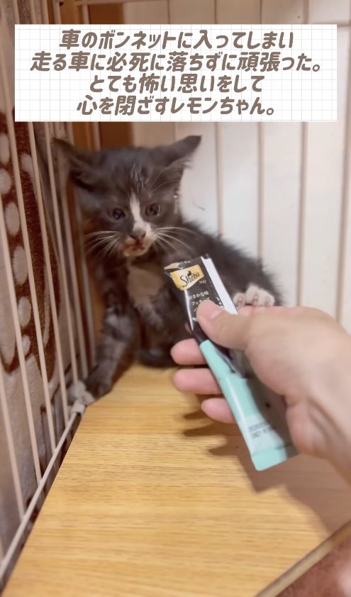 差し出されている手に左手を乗せた、口の周りにちゅーるをつけている子猫