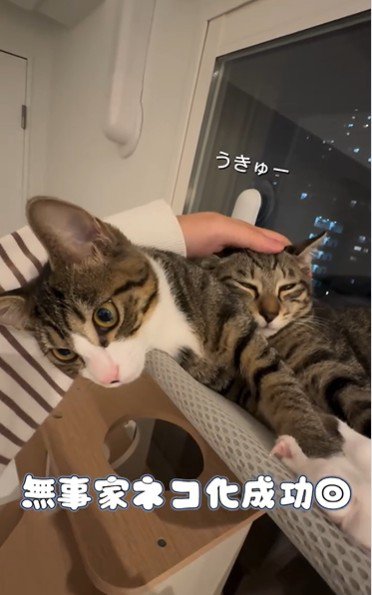 窓際で寝ている2匹の猫