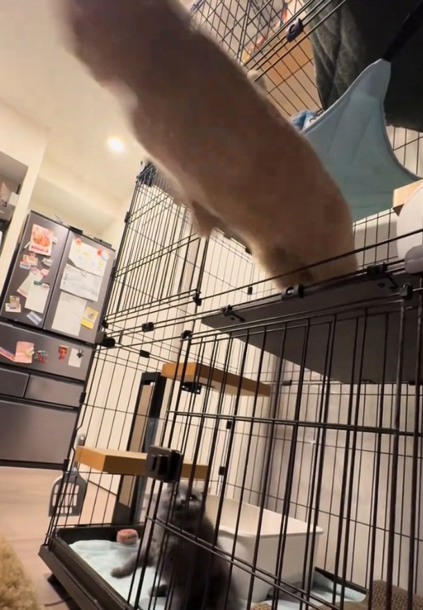 大ジャンプする桐くん