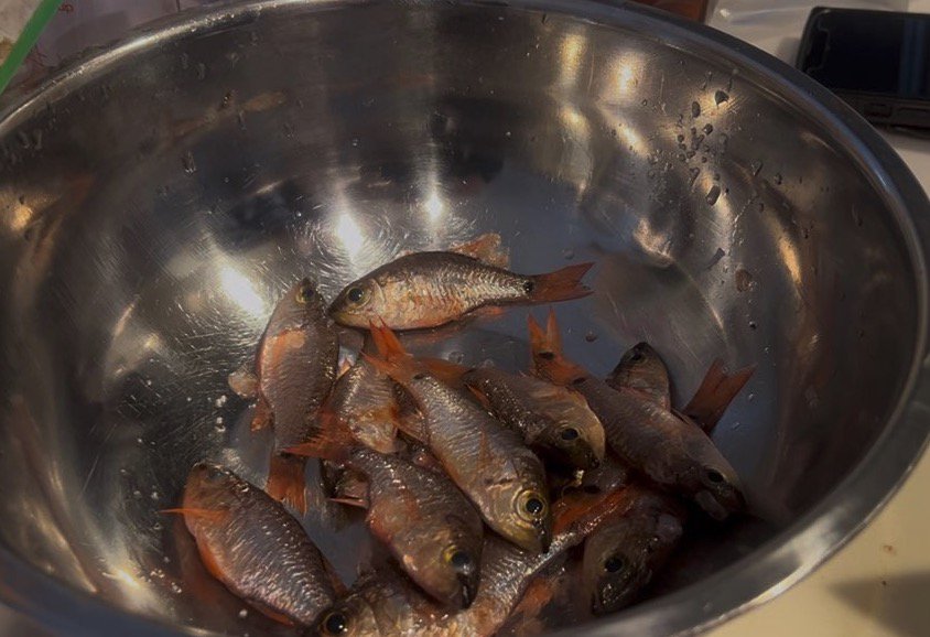 ボウルに入れられた小さな魚