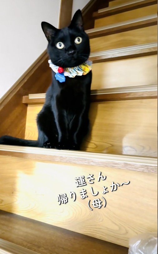 階段に座っている猫