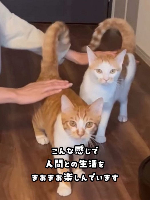 なでられる2匹の猫