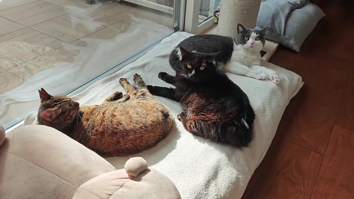 3匹の女の子たち