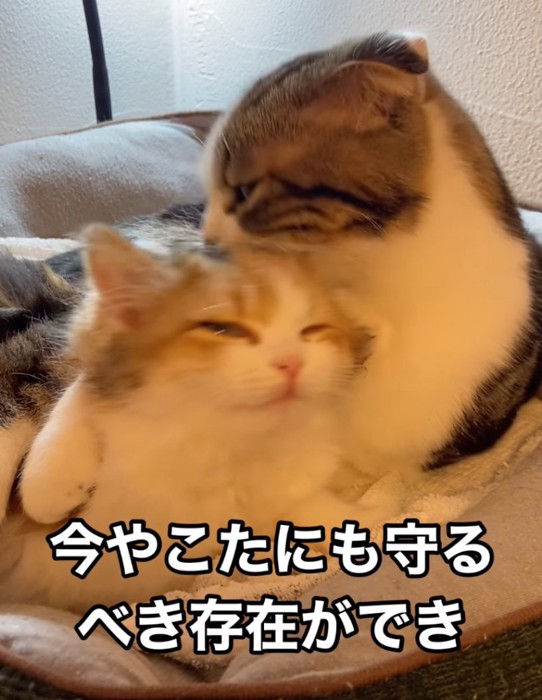 子猫を毛繕いする