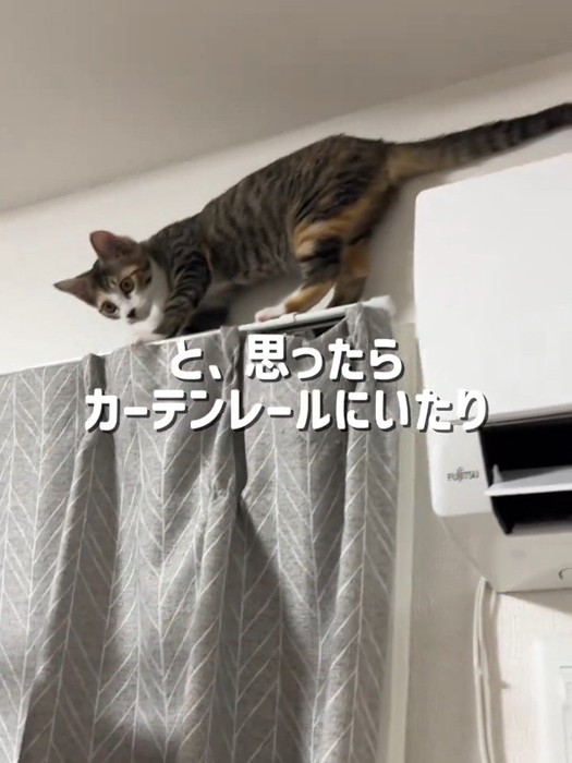 カーテンレールに乗る子猫