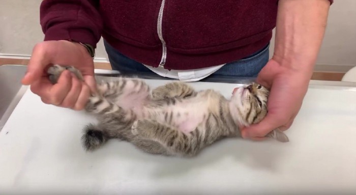 検査を受ける猫