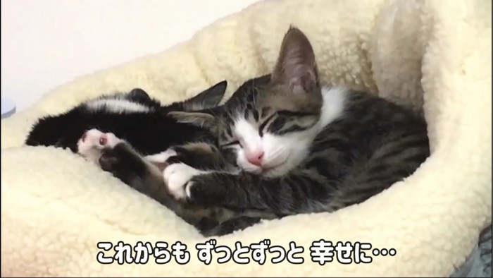 くっついて寝る2匹の猫