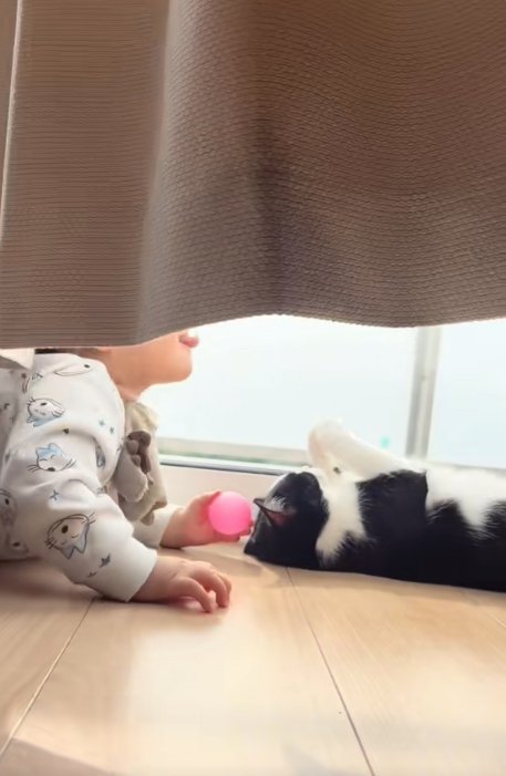 カーテンの近くで日向ぼっこしている赤ちゃんと猫
