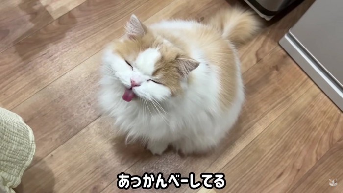 目をつぶって舌を出す猫