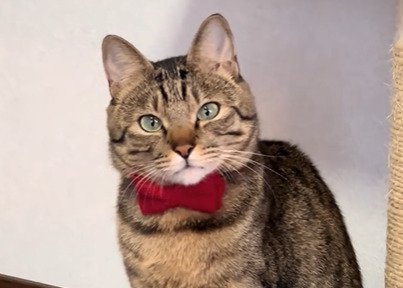 リボンをつけた猫のアップ