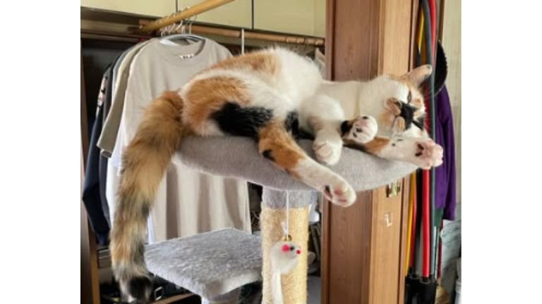 室内にいる猫
