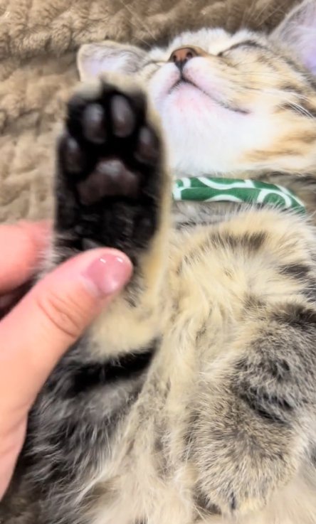 寝る猫の肉球にアップ、人の手