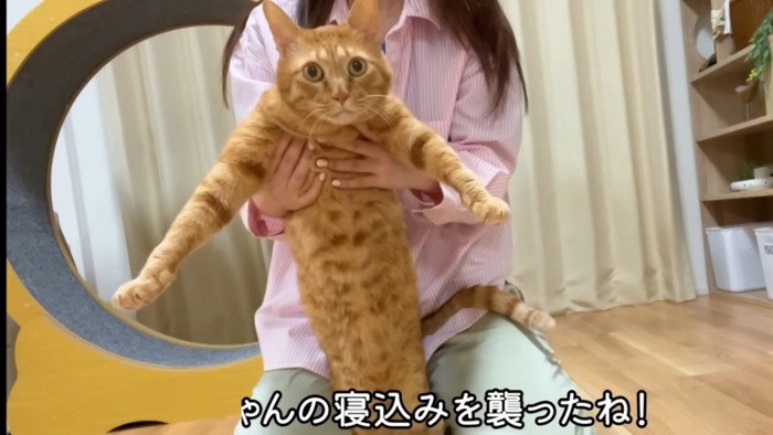 抱えられて目を丸くする猫