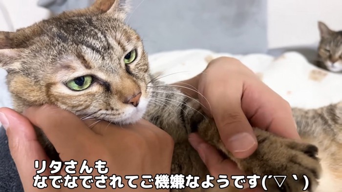 だっこされるリタちゃん