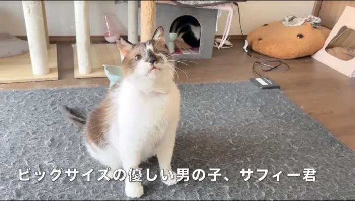 おもちゃで遊ぶ片目の猫