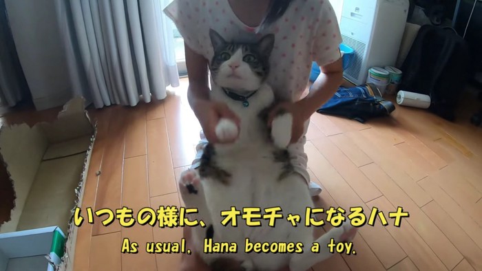 膝の上で斜め上を見る猫