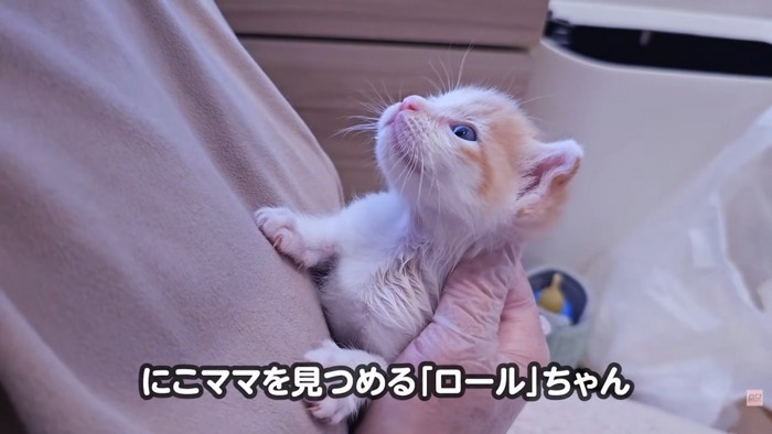 テロップ「にこママを~」