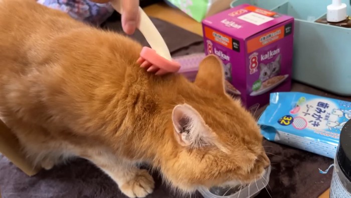 おやつを食べる猫