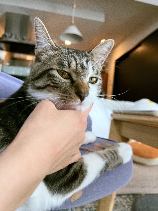 キリッとした表情の猫