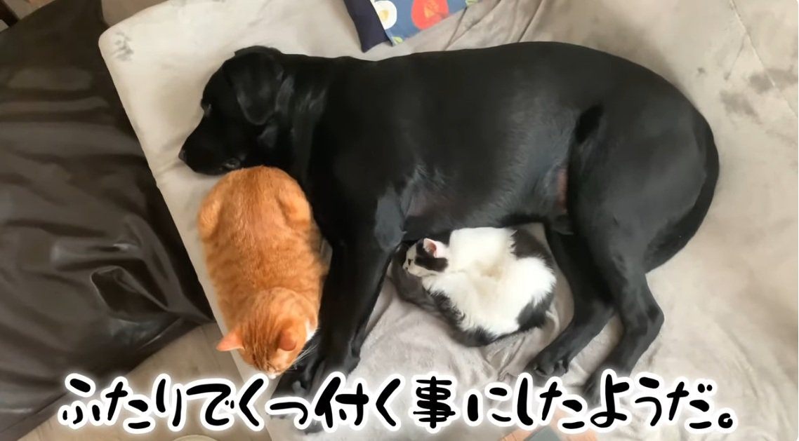 ラブラドールに寄り添っているぶち猫と茶トラ猫