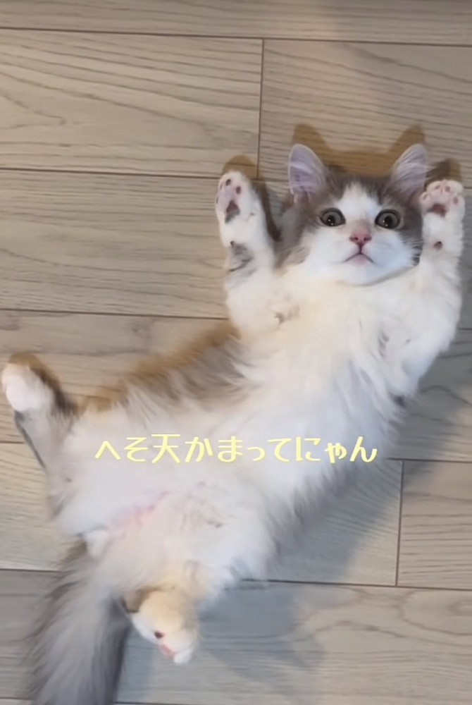 仰向けに寝転がるミヌエット