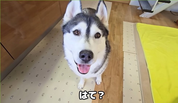 「はて？」こちらを見る犬