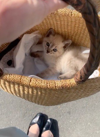 かごの中から飼い主を見上げる子猫