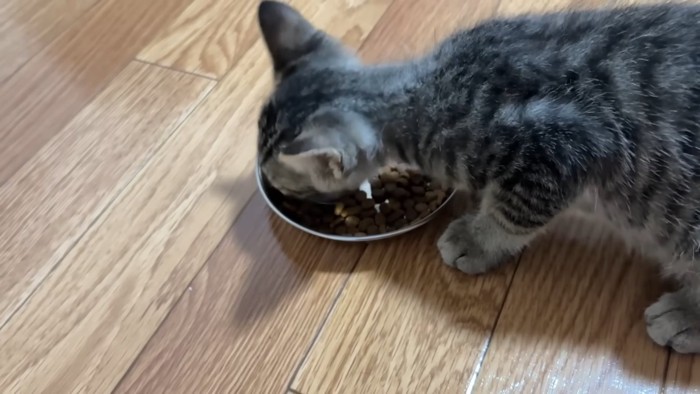 ごはんを食べる子猫