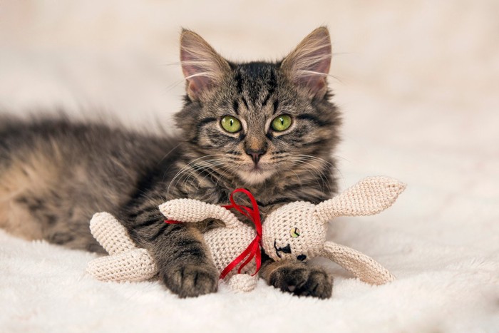 ぬいぐるみを抱える子猫