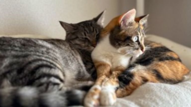 寄り添う猫たち