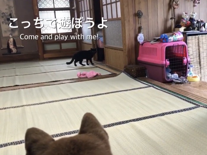 柴犬を遊びに誘う黒猫