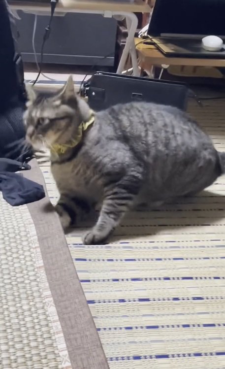 詰が引っかかったノラくん