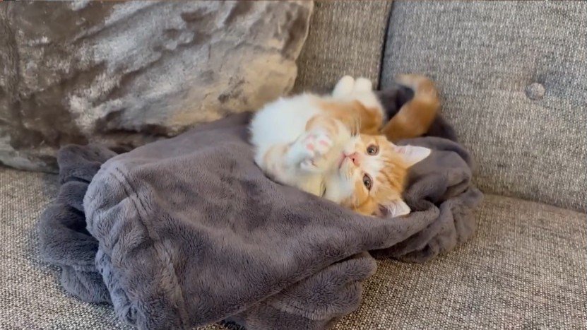 前足を重ねる猫