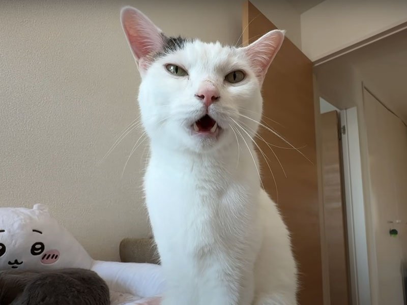 ご飯の催促をする猫