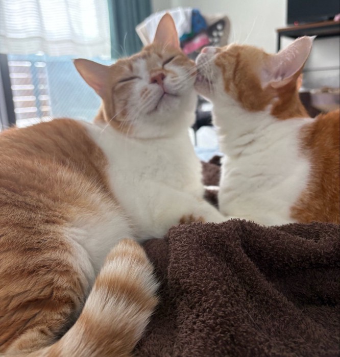 ホッペにキス