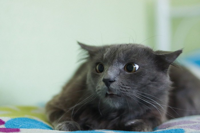 イヤそうな表情を浮かべる猫