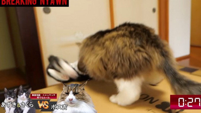 段ボールの上から落とされている猫