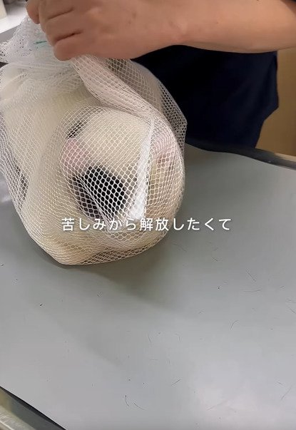 ネットに入った猫
