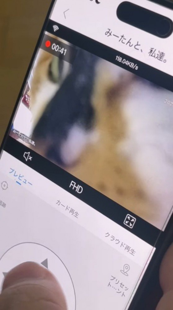 猫の横顔が映ったスマホ画面