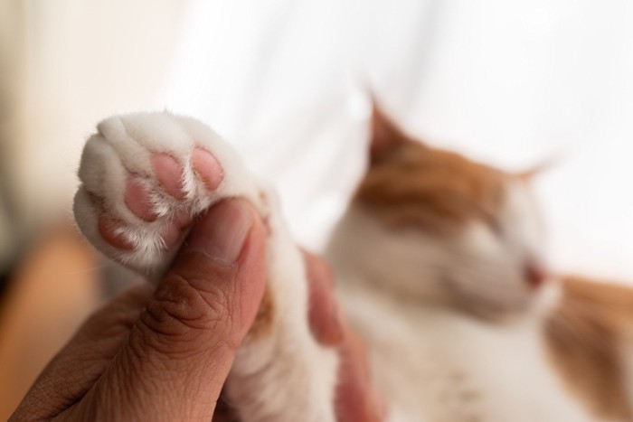 肉球を触られる猫