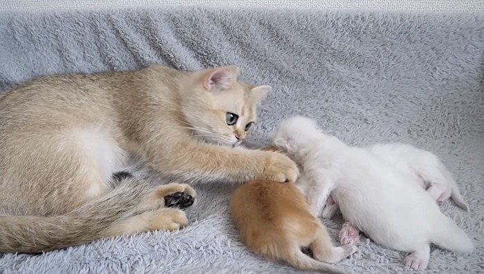 顔を近づけて子猫を撫でる猫