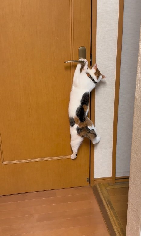 落ちそうになる猫