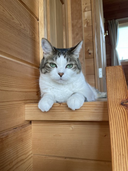 階段の上に座る猫