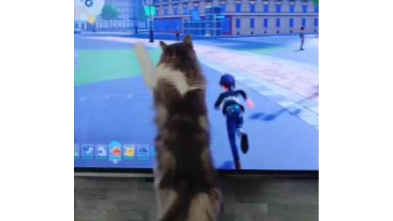 テレビ前にいる猫